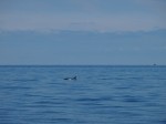 Delfini nel tratto di mare al largo della foce del Po della Pila