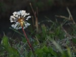 Rugiada sul soffione del Fiore di Tarassaco (Foto Maurizio Romio)