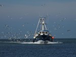 Peschereccio in fase di rientro al Porto di Pila - Delta del Po