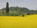 Field of rapeseed in flower near Villa "La Rotonda", Vicenza, Italy. Foto di Sebastiano Romio